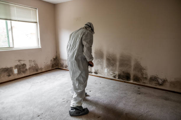 Best Health and Safety Mold Remediation in Lansing, KS